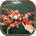 Magic Touch : Koi Fish